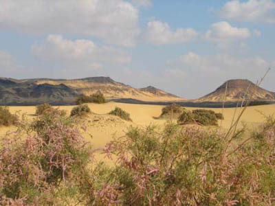 oasen011-1