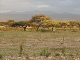 ethio01_10