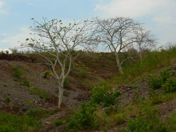 burundi-02