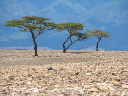 durch_afrika-057