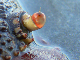 P1130441bb