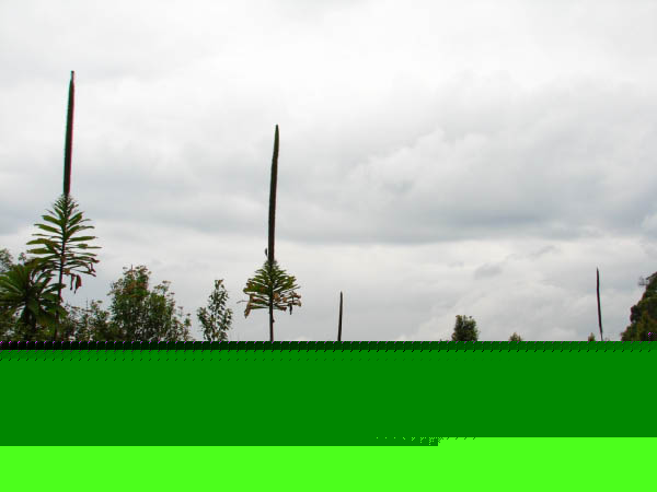 ruanda-29