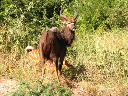 simbabwe-32