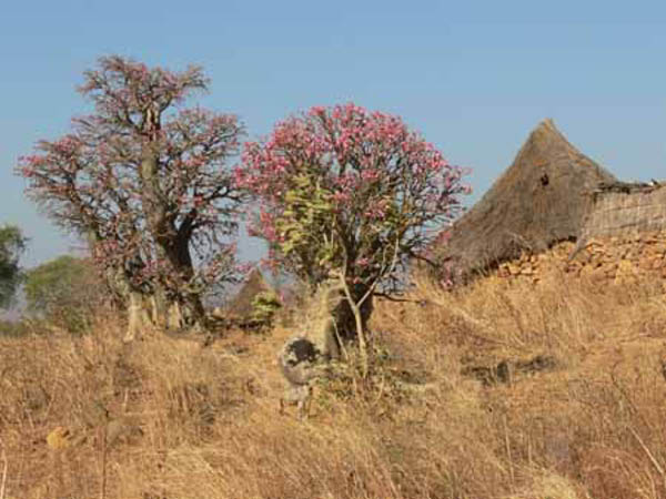 sudan06-2