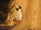 sudan02