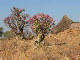 sudan06-2