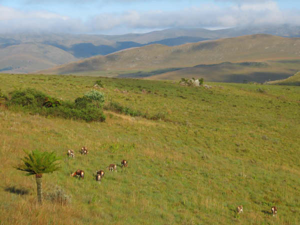 swasiland-03