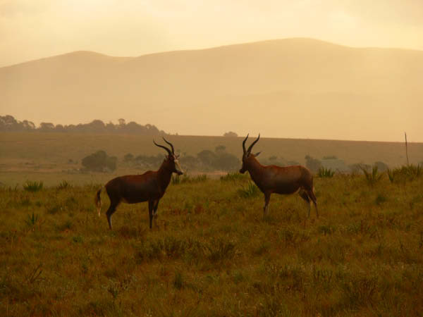 swasiland-07