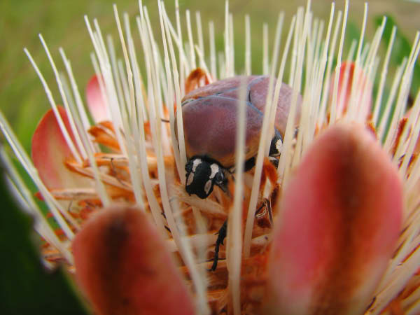 swasiland-10