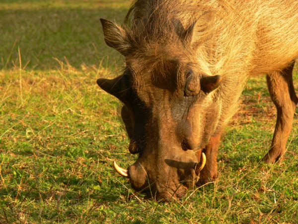 swasiland-17