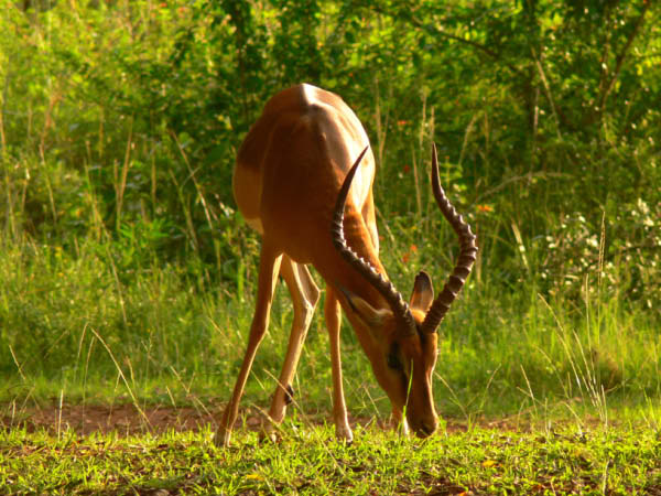 swasiland-18