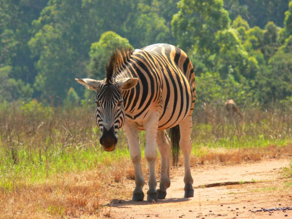 swasiland-21