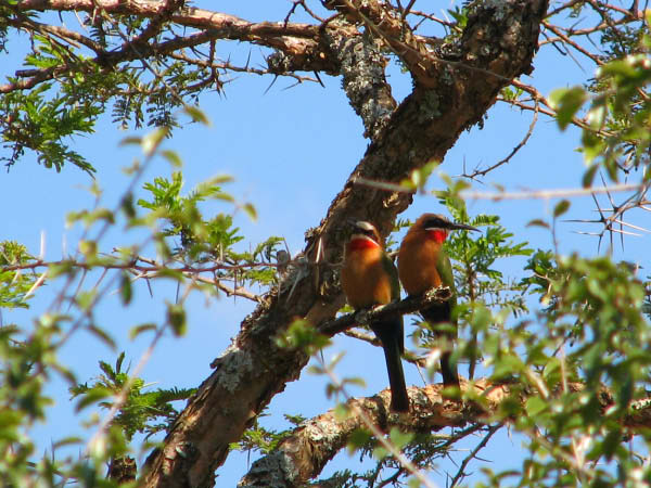 swasiland-25