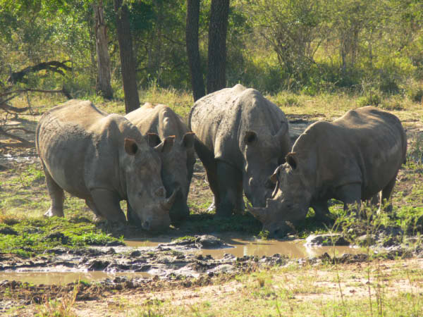 swasiland-33