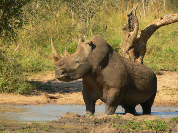swasiland-34