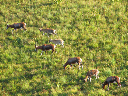 swasiland-04