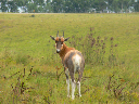swasiland-06