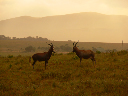 swasiland-07
