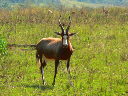 swasiland-19