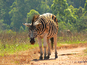 swasiland-21