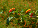 swasiland-26