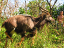 swasiland-28