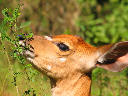 swasiland-29