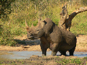 swasiland-34