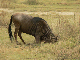 P1130791-1_bearbeitet-1