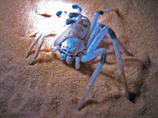spinne