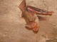 fledermaus