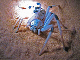 spinne