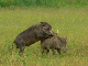 P1180470_bearbeitet-1